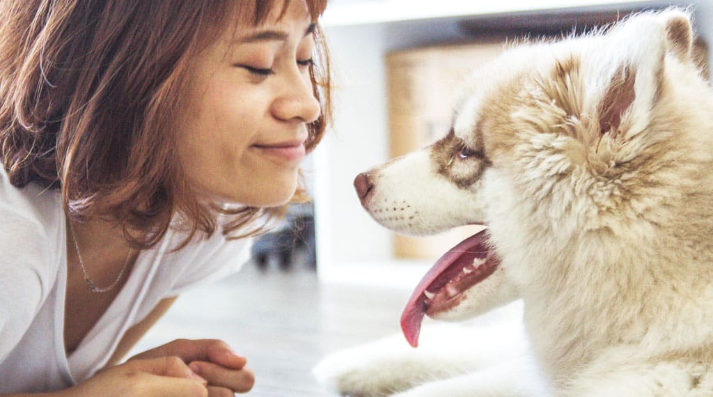 Dog Age Calculator Why Small Dogs Live Longer