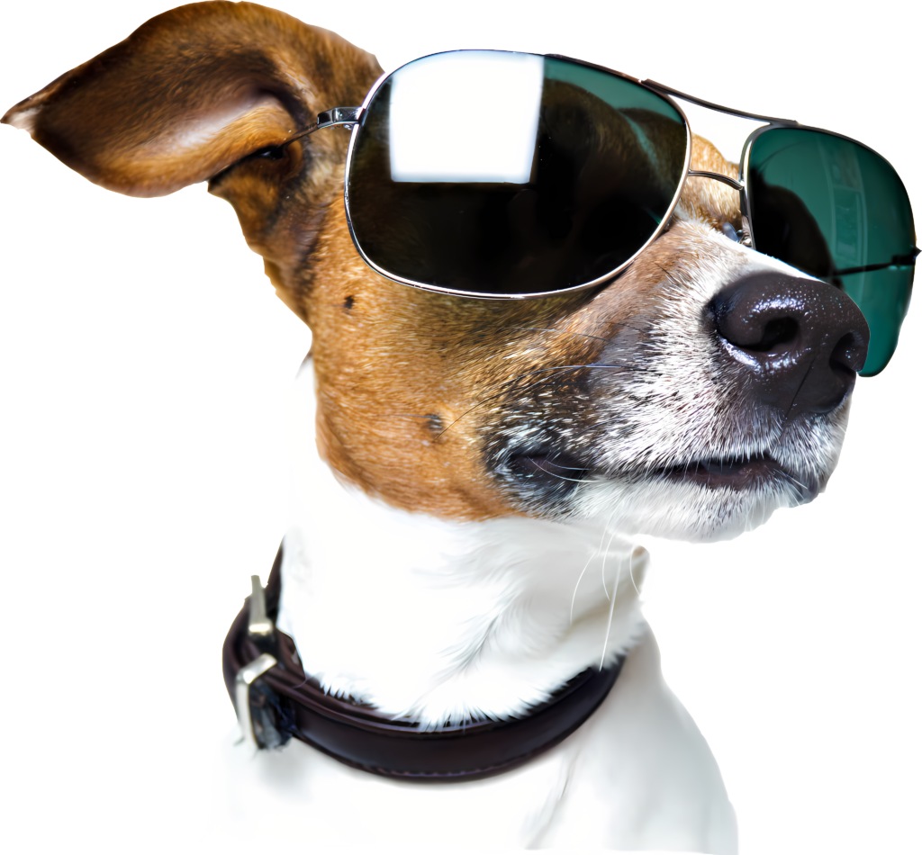 Dog Age Calculator
